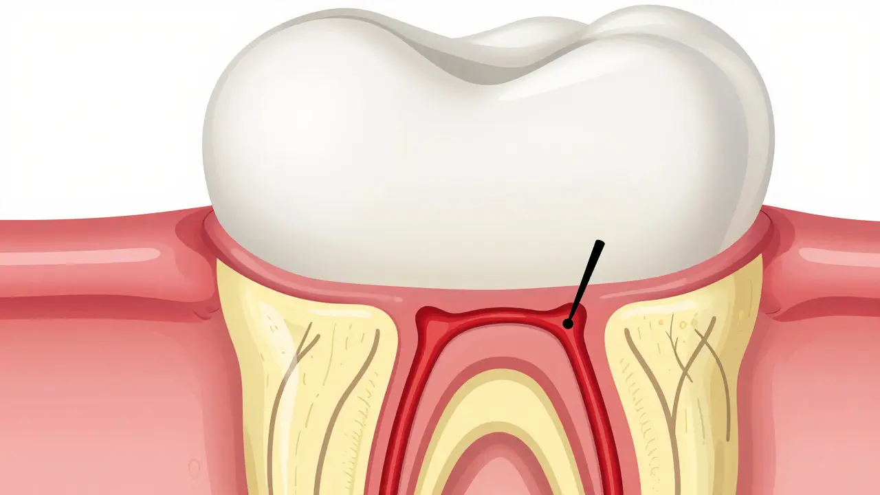 Anatomický průřez zubem ukazující sklovinu, dentin a nerv
